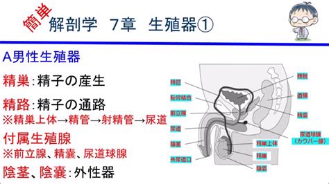 男性生殖器の構造